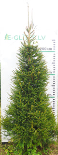 Egle 19L164