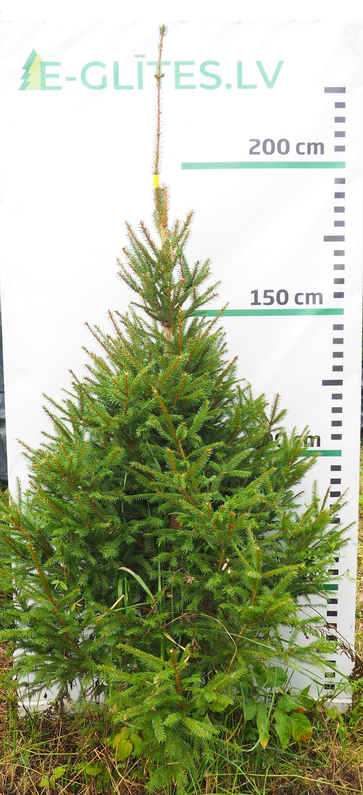 Egle 19L166