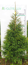 Egle 19L168