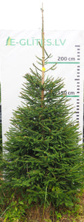 Egle 19L174