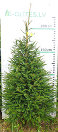 Egle 19L176