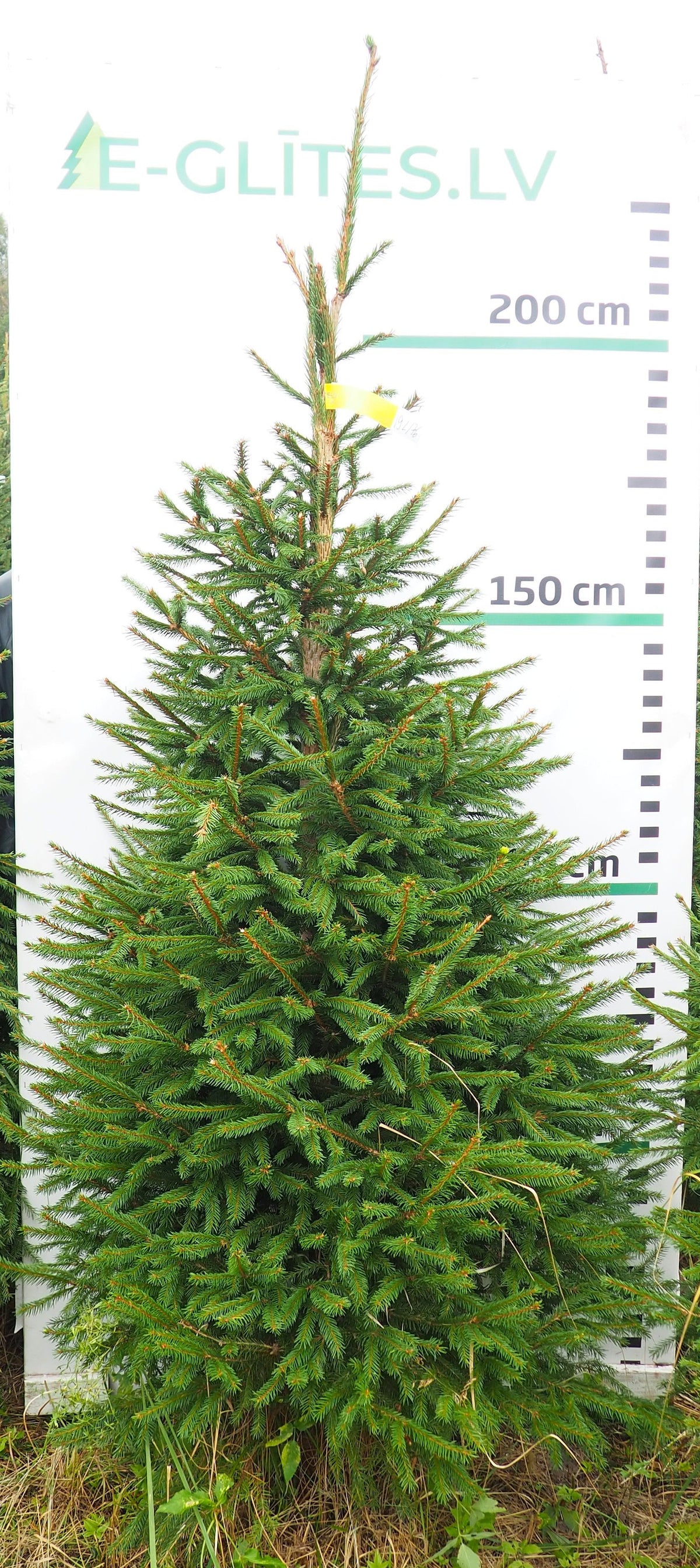 Egle 19L176