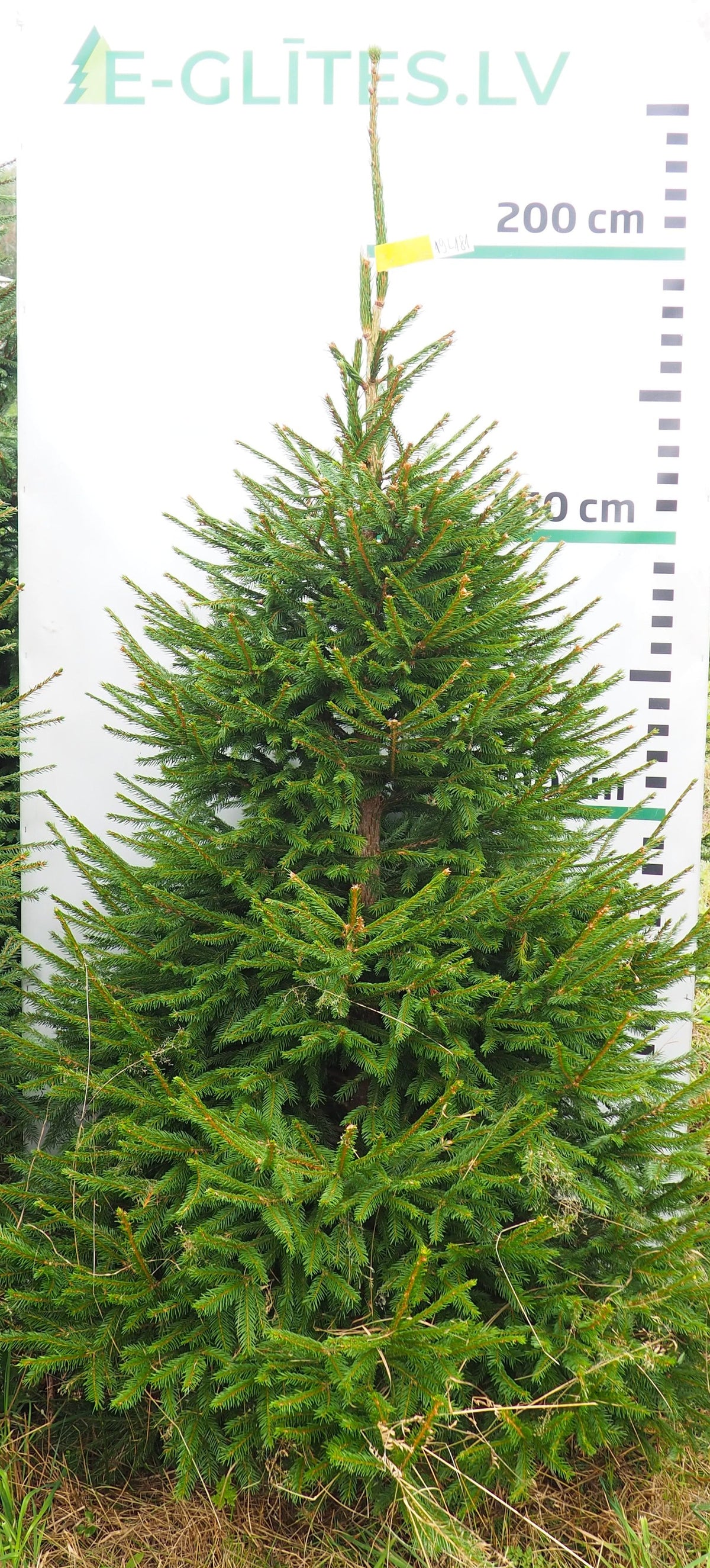 Egle 19L181