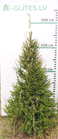Egle 19L226