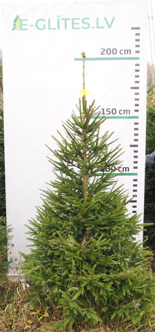 Egle 19L242