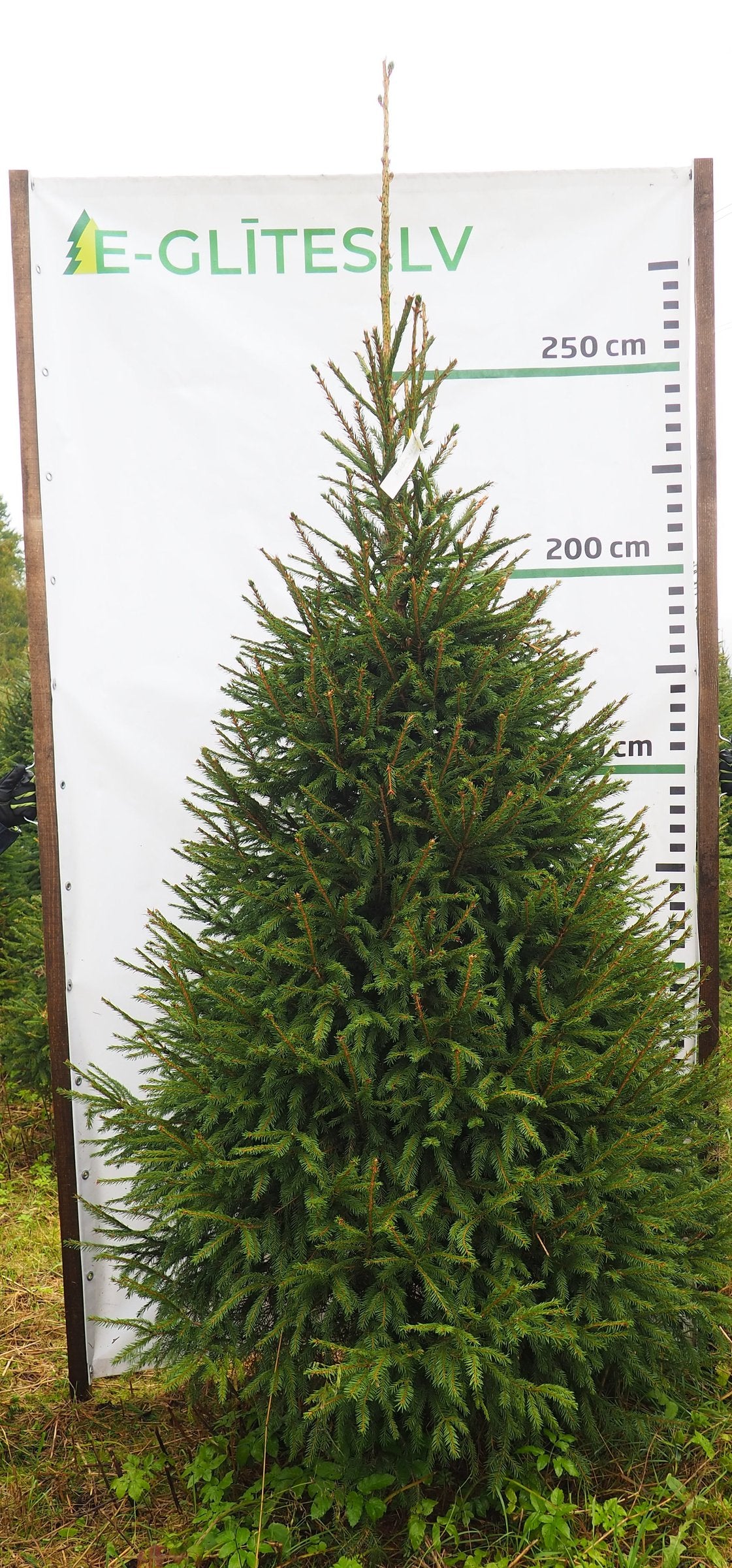 Egle 19L53, garums 2.75m