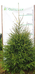 Egle 19L61, garums 2.75m