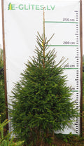Egle 19L62, garums 2.25m