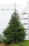 Egle 1D1, garums 3.00m