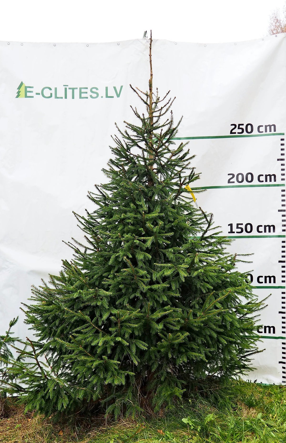 Egle 1D1, garums 3.00m