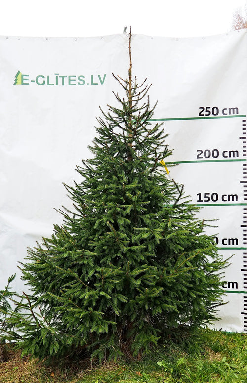 Egle 1D1, garums 3.00m