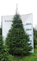 Egle 1D4, garums 4.00m