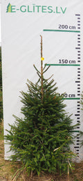 Egle 1H2, garums 1.75m