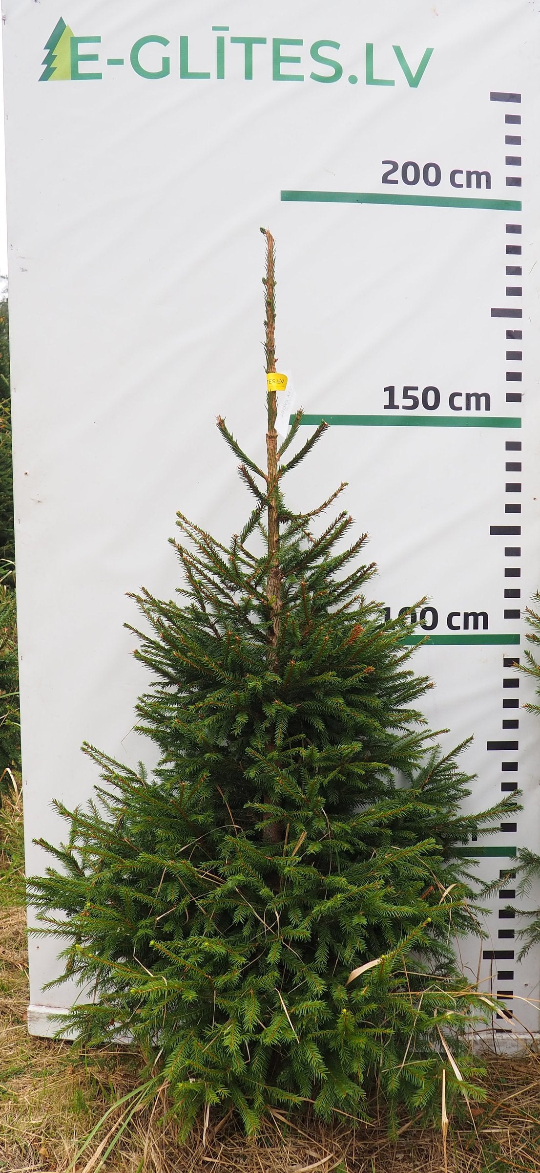 Egle 1H2, garums 1.75m