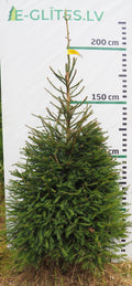 Egle 1H3, garums 2.00m