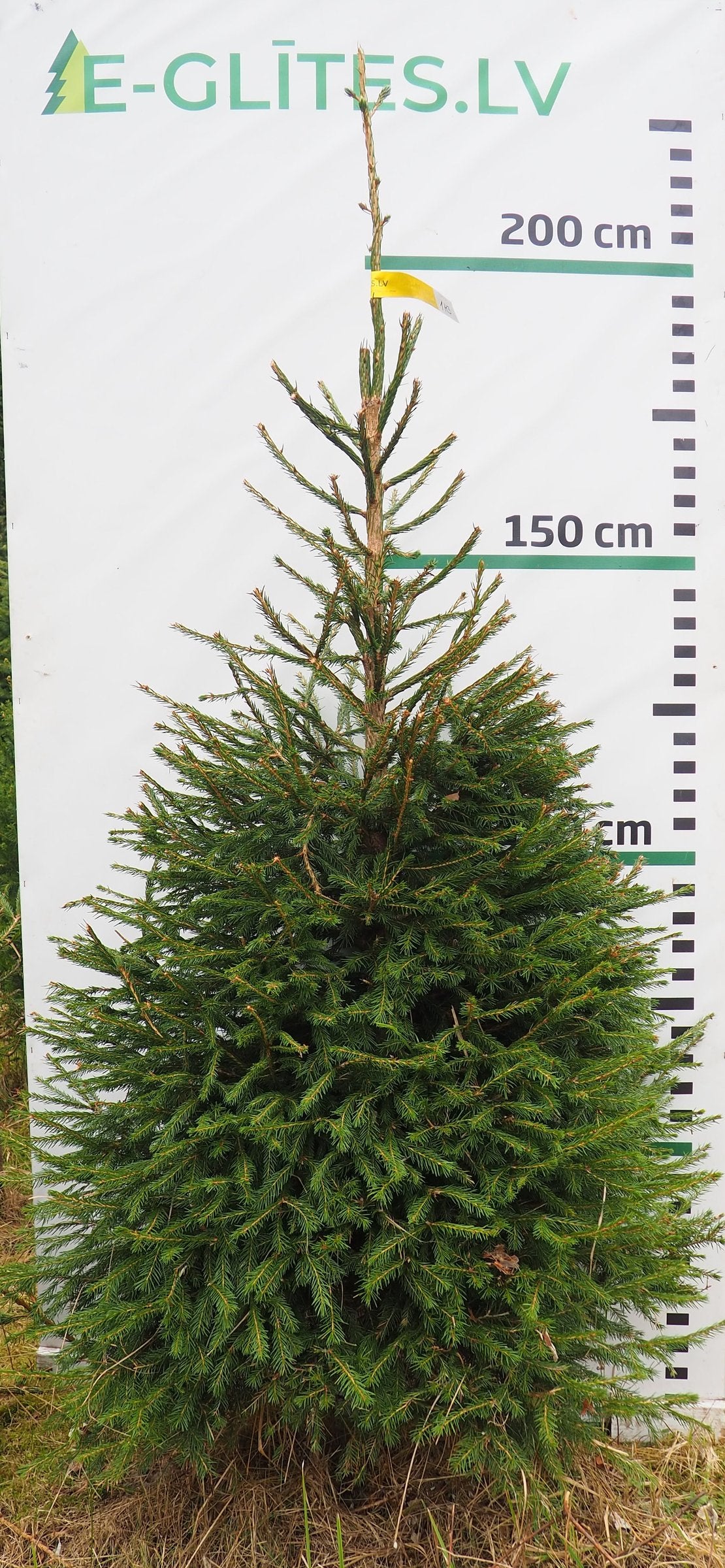 Egle 1H3, garums 2.00m