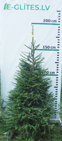 Egle 1HB12