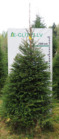 Egle 1HB5, garums 3.00m