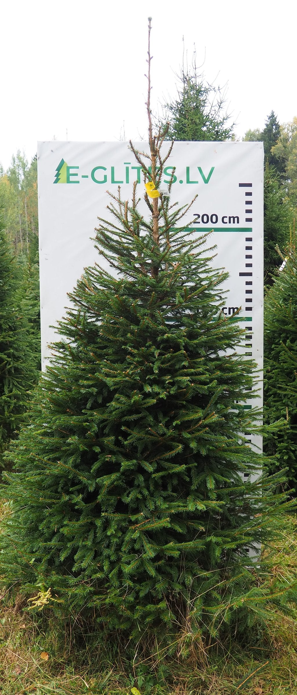 Egle 1HB5, garums 3.00m