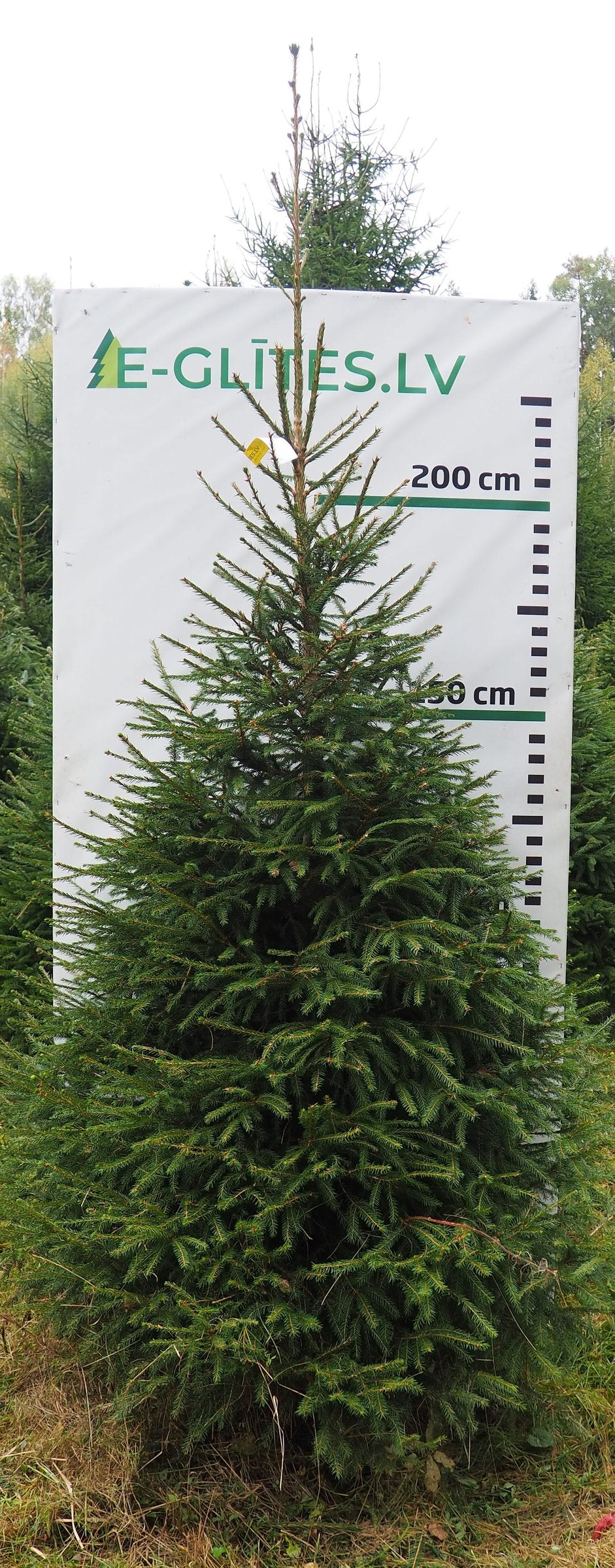 Egle 1HB6, garums 2.75m