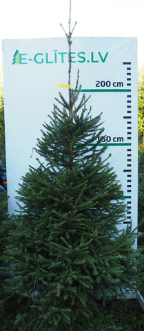 Egle 1HB6
