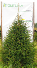 Egle 1K12, garums 2.50m