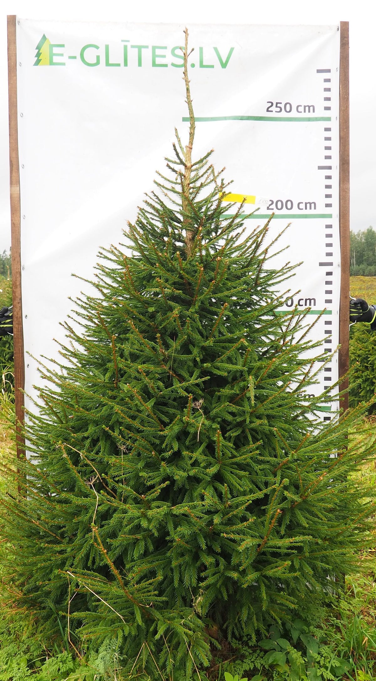 Egle 1K12, garums 2.50m