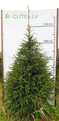 Egle 1K13, garums 2.75m