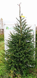 Egle 1K16, garums 2.25m