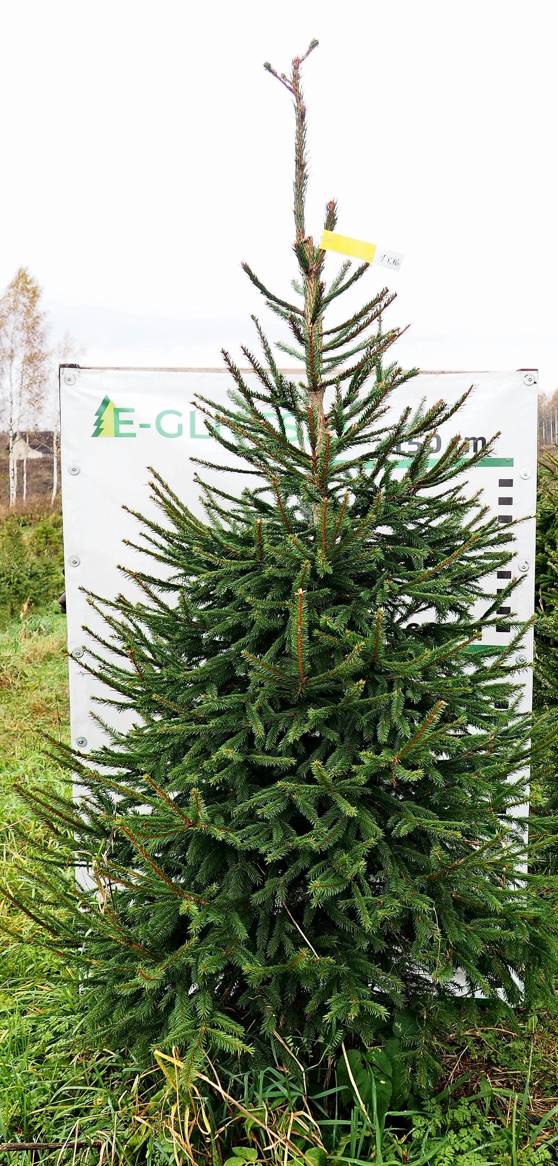 Egle 1K16, garums 2.25m