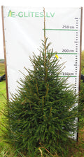 Egle 1K18, garums 2.50m