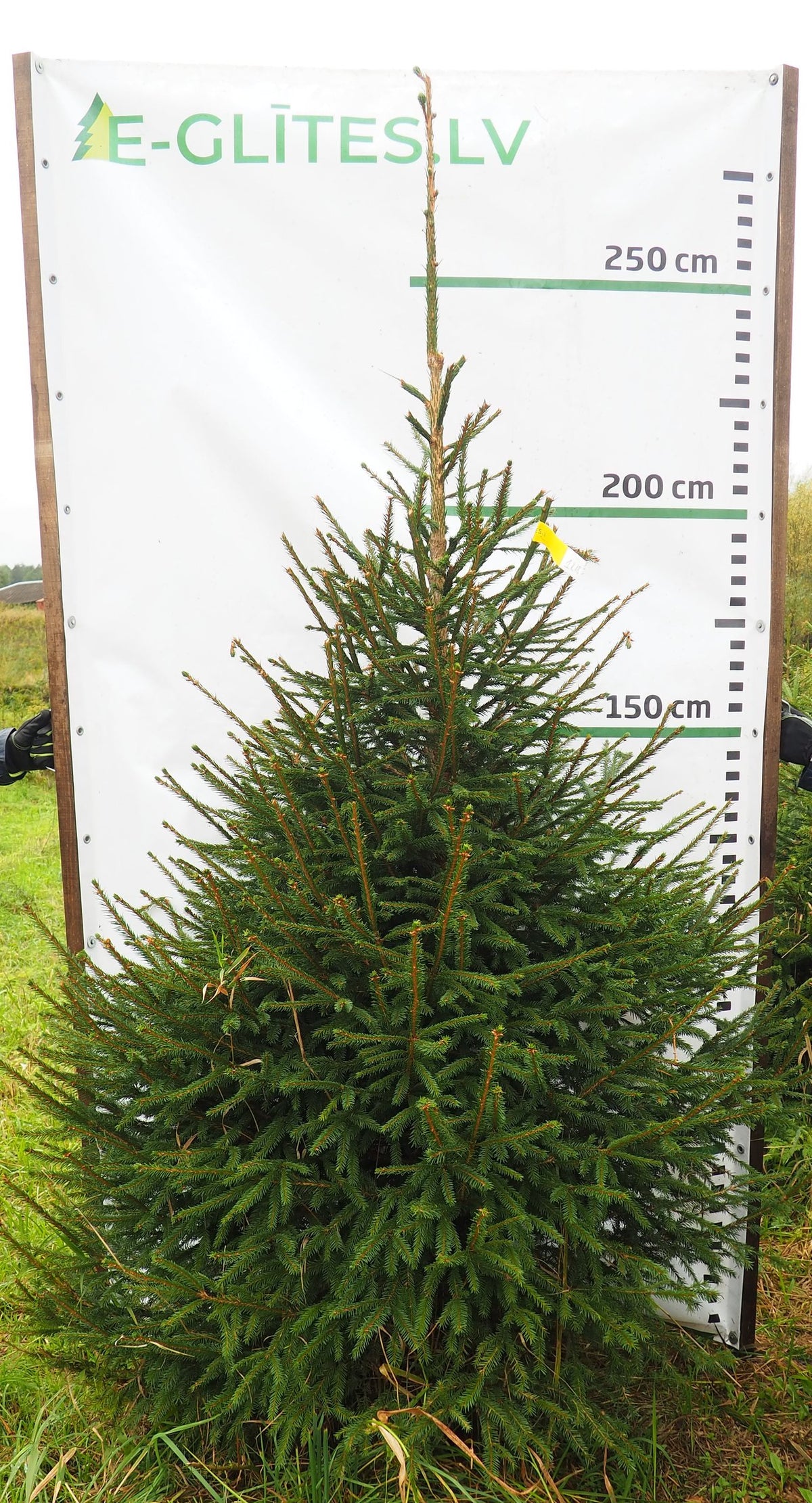 Egle 1K18, garums 2.50m