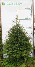 Egle 1K8, garums 2.00m