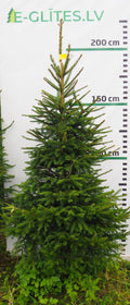 Egle 1L12