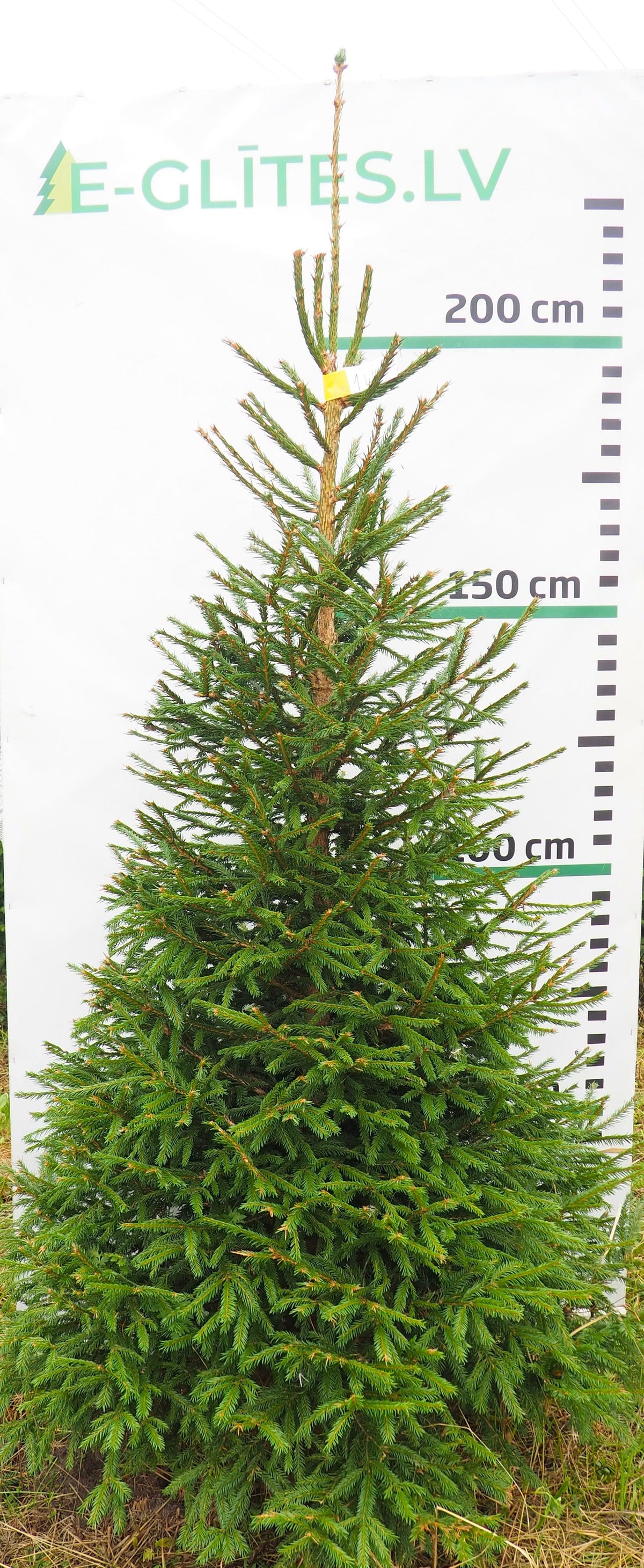 Egle 1L16