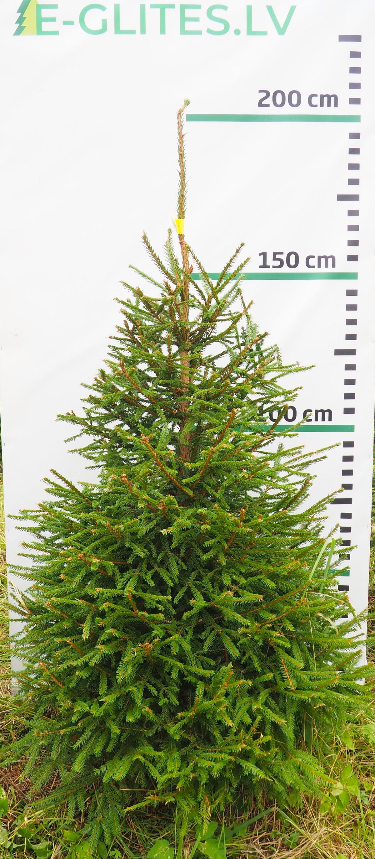 Egle 1L19