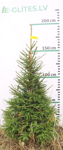 Egle 1L19