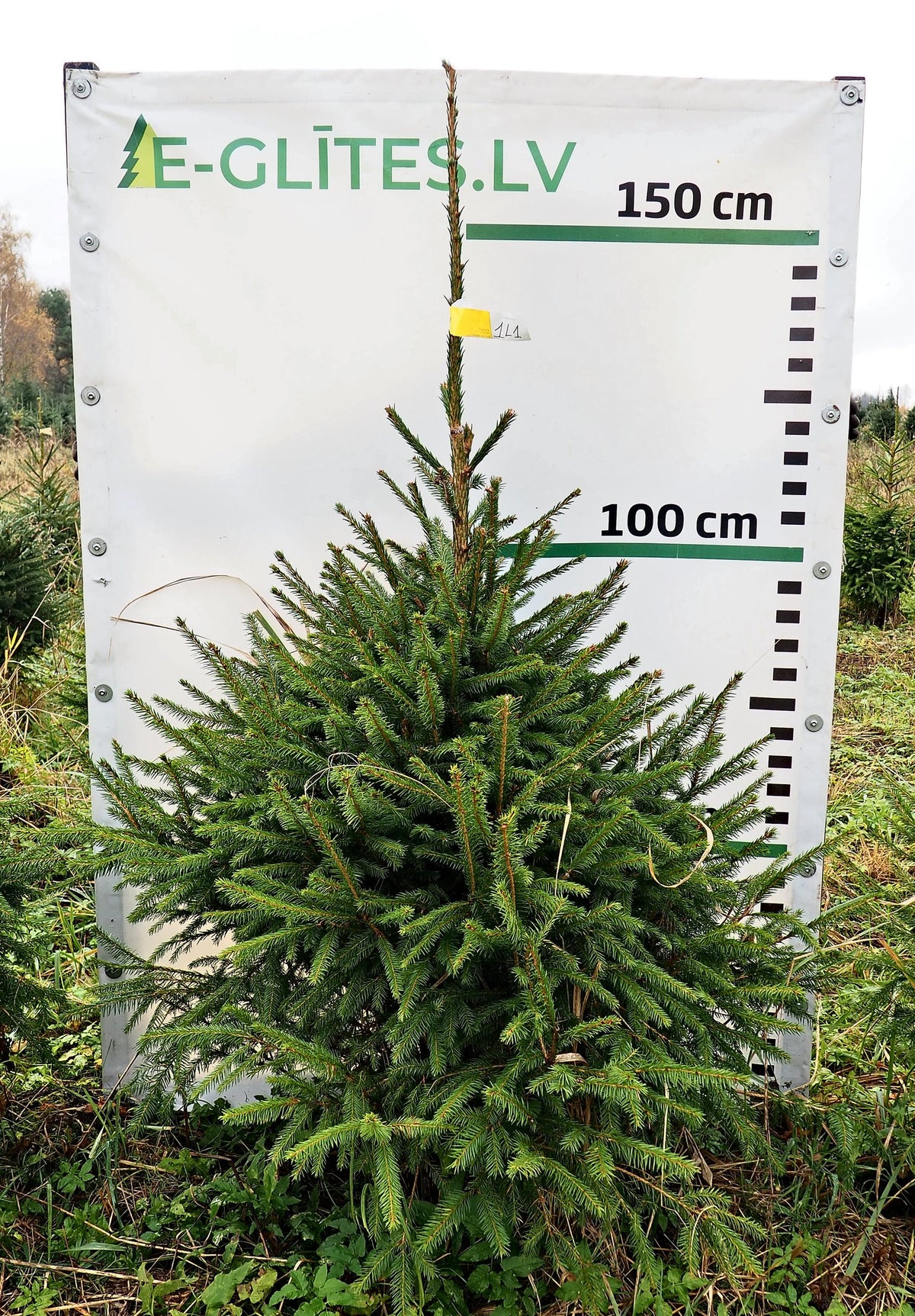 Egle 1L1, garums 1.50m