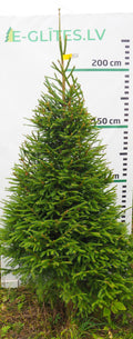 Egle 1L24