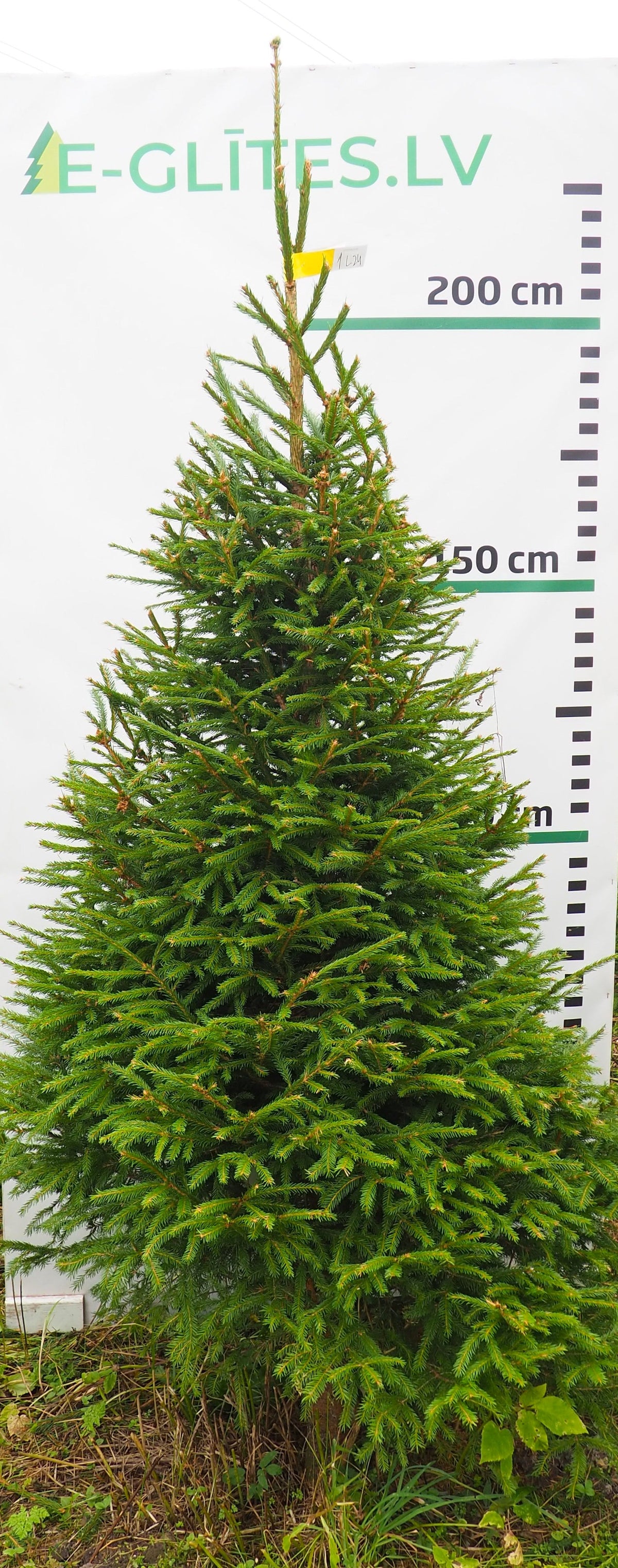 Egle 1L24