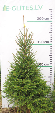 Egle 1L25