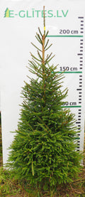 Egle 1L26