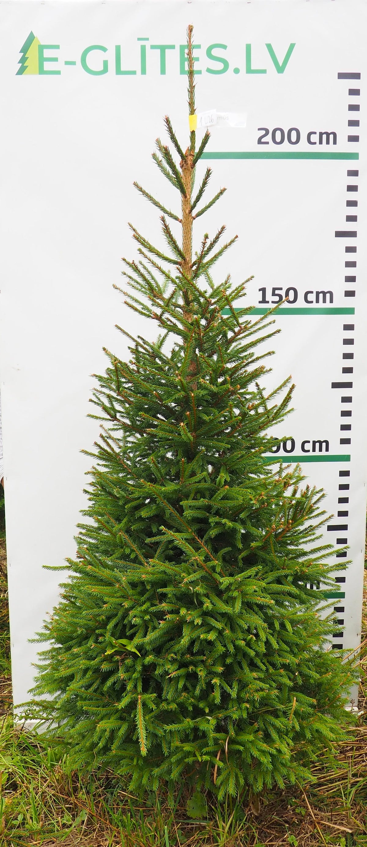 Egle 1L26