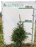 Egle 1L3, garums 1.00m