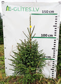 Egle 1L4, garums 1.25m