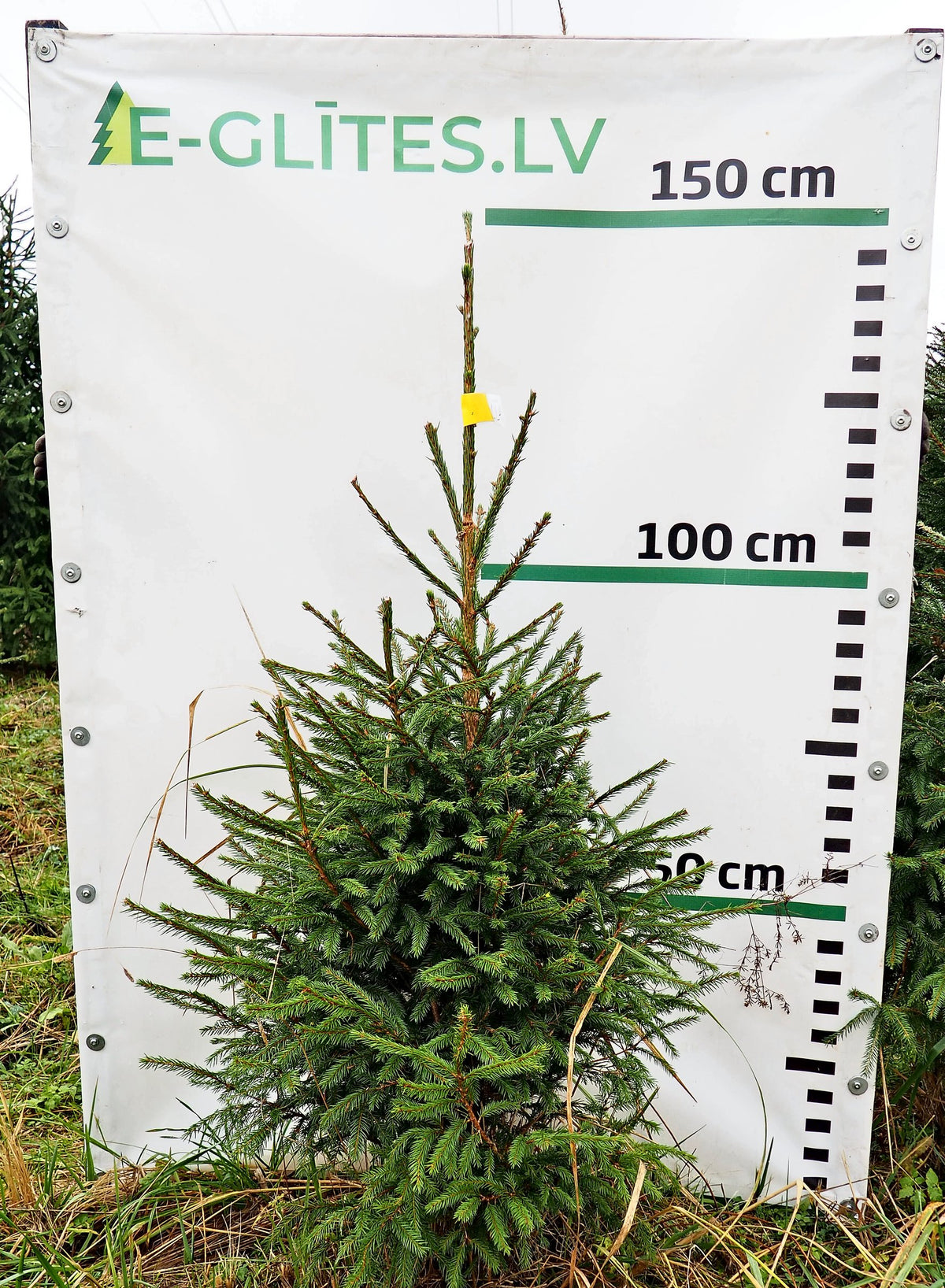 Egle 1L4, garums 1.25m
