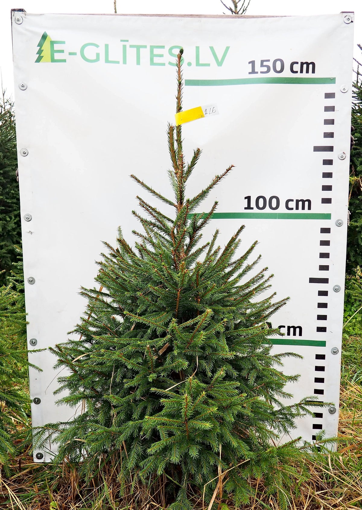Egle 1L6, garums 1.50m