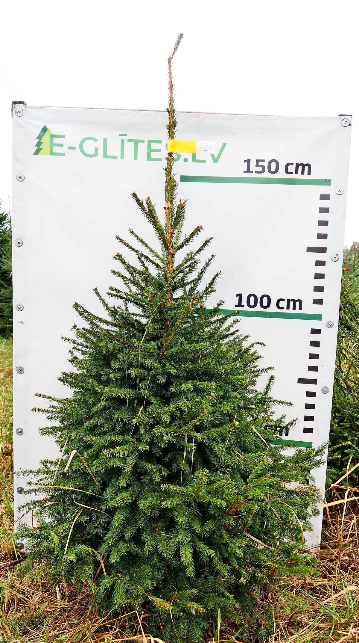 Egle 1L8, garums 1.75m