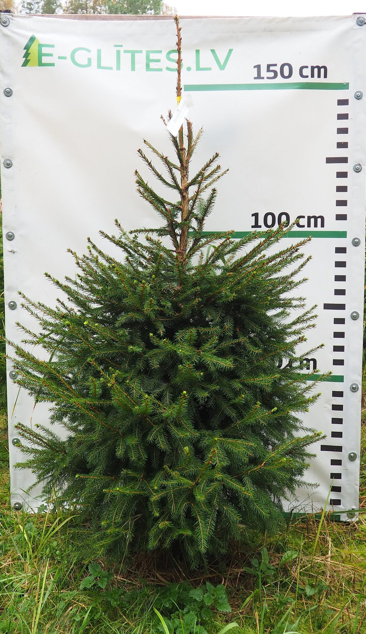 Egle 1T2, garums 1.50m