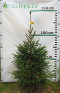 Egle 1T5, garums 1.25m